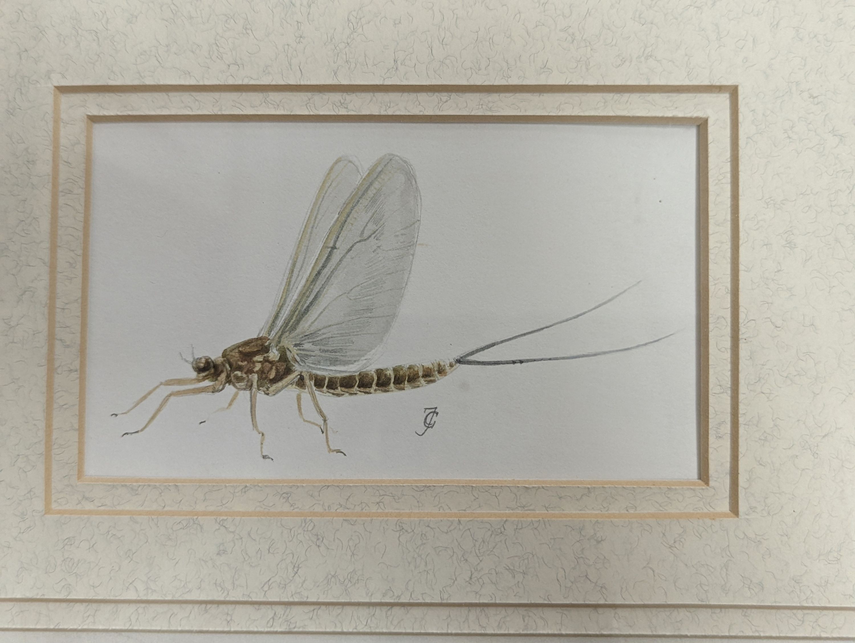 Charles Jardine, pencil and watercolour, Studies of a trout and mayflies, signed, largest 15 x 24cm, framed as one